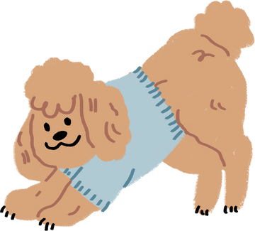 Cute Handdrawn Toy Poodle Stretching 